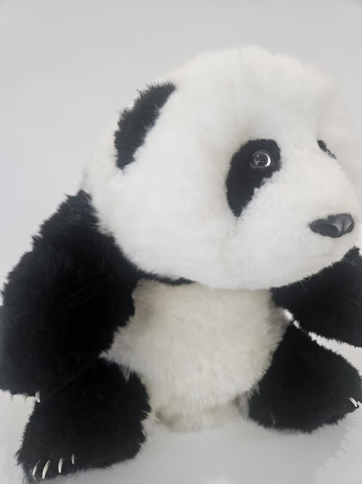 Hua Hua panda plush detail texture close up